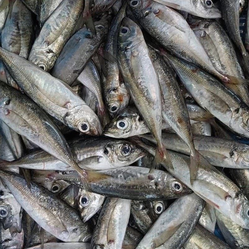 Jurel congelado — Atlas Pelagic