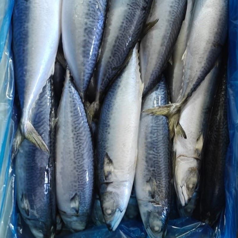 Caballa entera congelada — Atlas Pelagic