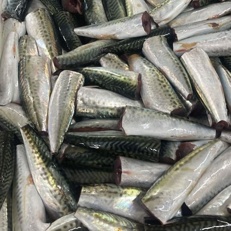 Caballa descabezada y eviscerada — Atlas Pelagic