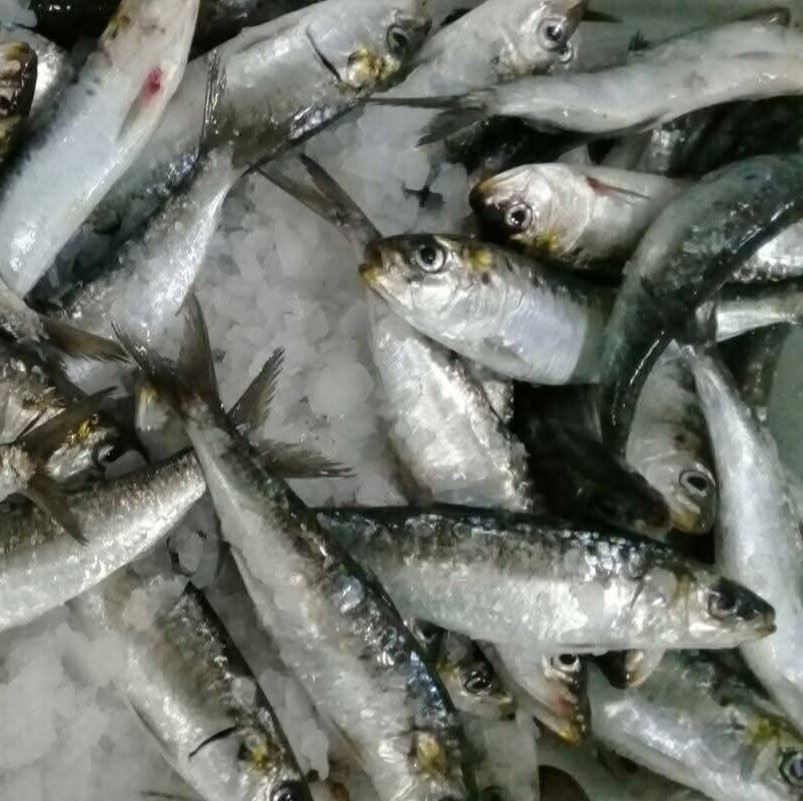 Sardina entera congelada — Atlas Pelagic