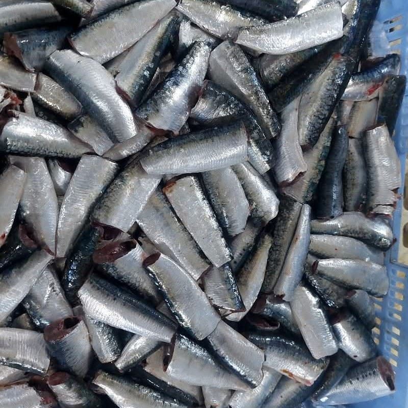 Sardina descabezada y eviscerada — Atlas Pelagic