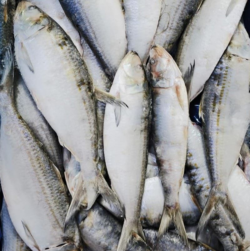 Alacha congelada — Atlas Pelagic