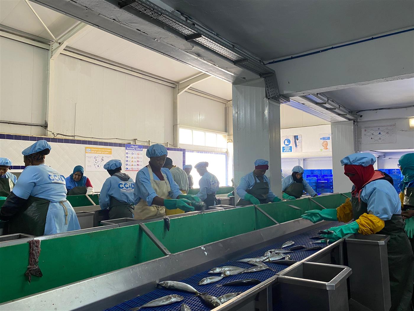 Línea de producción de Atlas Pelagic — selección y preparación de pescado pelágico